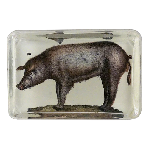 JOHN DERIAN Pig Paperweight