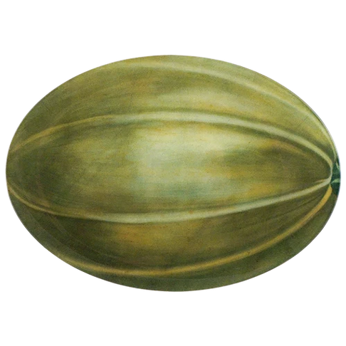 JOHN DERIAN Cucurbita