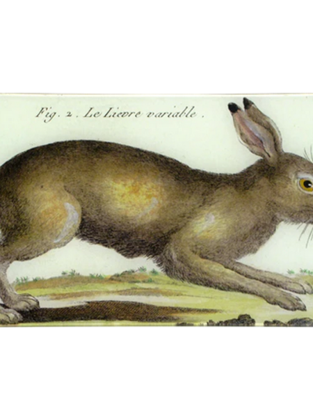 JOHN DERIAN Rabbit
