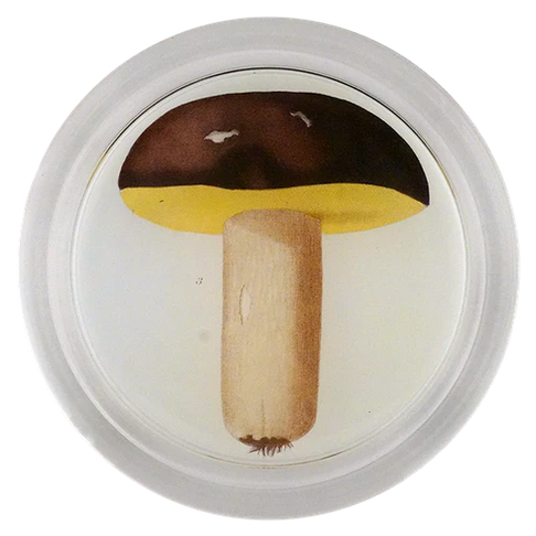 JOHN DERIAN Mushroom Fig. 3 Coaster