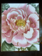 JOHN DERIAN John Derian Picture Book II