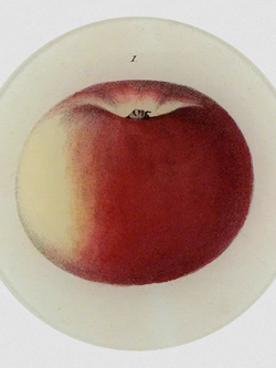 JOHN DERIAN 5 1/4" Round Plate - Lady Apple 1