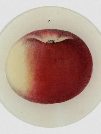 JOHN DERIAN 5 1/4" Round Plate - Lady Apple 1