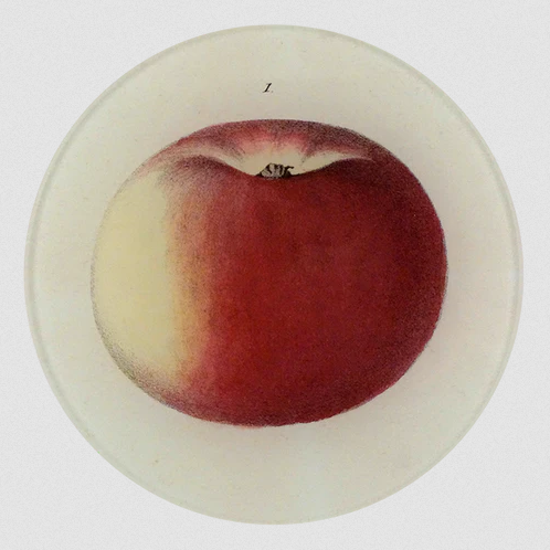 JOHN DERIAN 5 1/4" Round Plate - Lady Apple 1