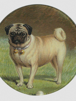JOHN DERIAN Pug & Ball