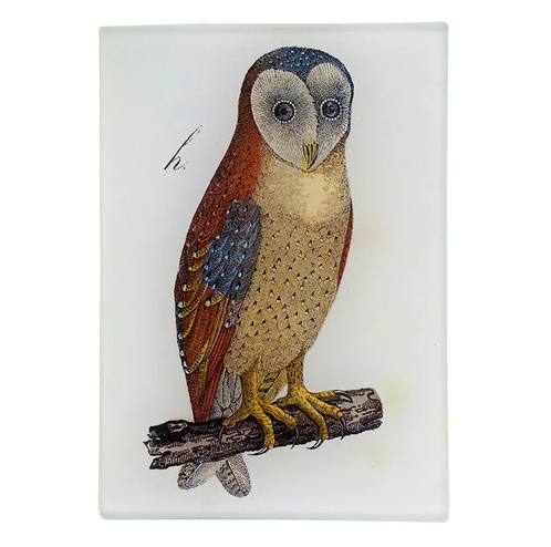 JOHN DERIAN An Owl