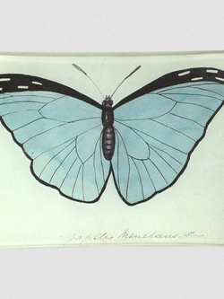 JOHN DERIAN Blue Papilio (Butterfly)