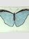 JOHN DERIAN Blue Papilio (Butterfly)