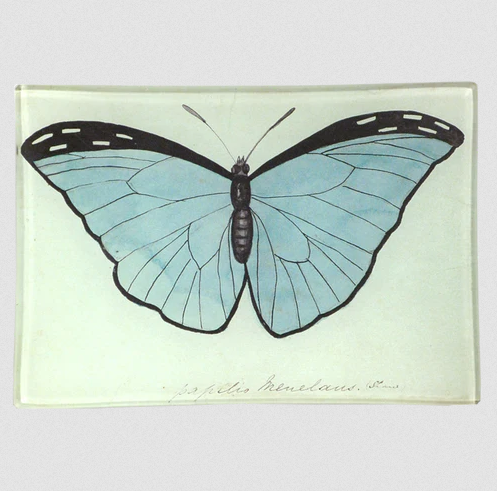 JOHN DERIAN Blue Papilio (Butterfly)
