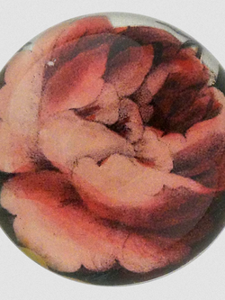 JOHN DERIAN Rose Variety