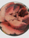 JOHN DERIAN Rose Variety