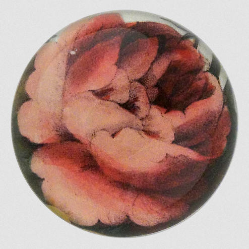 JOHN DERIAN Rose Variety