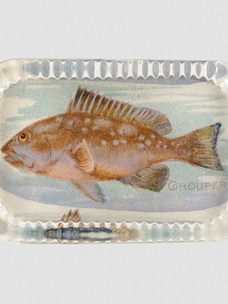 JOHN DERIAN Grouper (Fish)