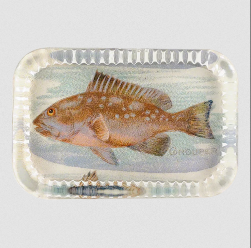 JOHN DERIAN Grouper (Fish)