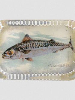 JOHN DERIAN Mackerel (Fish)
