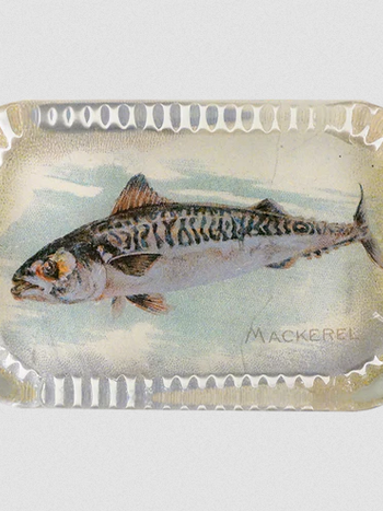 JOHN DERIAN Mackerel (Fish)
