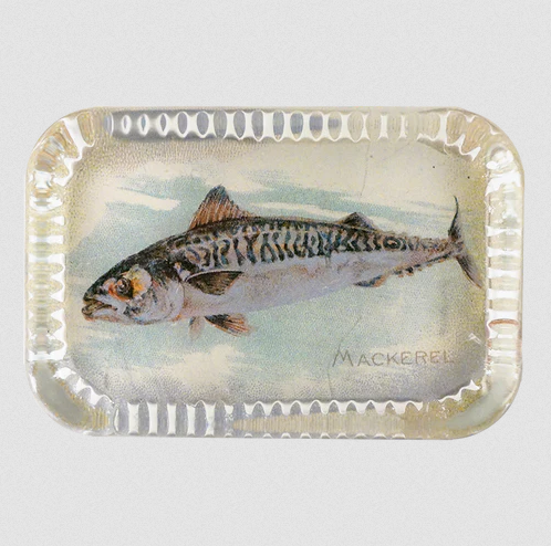 JOHN DERIAN Mackerel (Fish)