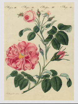 JOHN DERIAN Rose III