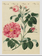 JOHN DERIAN Rose III