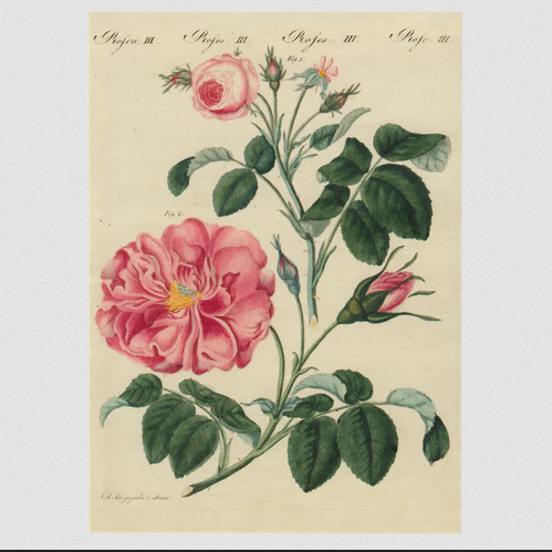 JOHN DERIAN Rose III