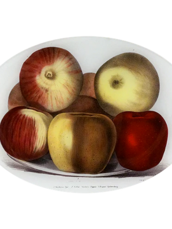 JOHN DERIAN 10 x 14" Oval - Endicots Apples