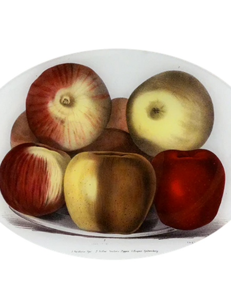 JOHN DERIAN 10 x 14" Oval - Endicots Apples