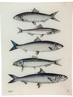 JOHN DERIAN 8 x 10.5" Rect. Tray - 5 Fishes