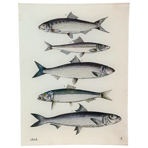 JOHN DERIAN 8 x 10.5" Rect. Tray - 5 Fishes
