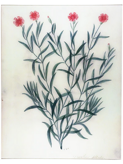 JOHN DERIAN 17 x 22" Rect. Tray - Dianthus