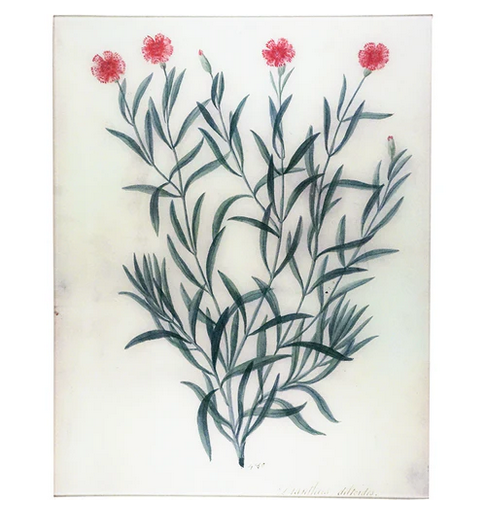 JOHN DERIAN 17 x 22" Rect. Tray - Dianthus