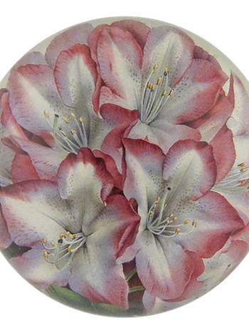 JOHN DERIAN Dome Paperweight - Princess of Wales Rhododendron