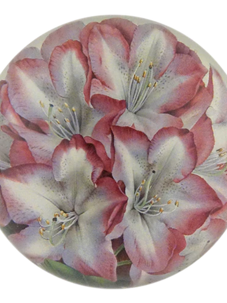 JOHN DERIAN Dome Paperweight - Princess of Wales Rhododendron
