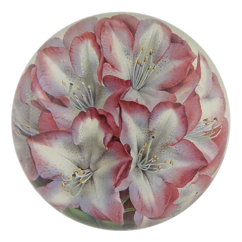 JOHN DERIAN Dome Paperweight - Princess of Wales Rhododendron