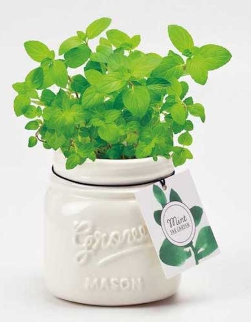 Jar Garden- Ceramic Jar & Plant