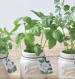Jar Garden