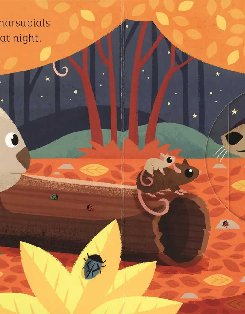 509 Broadway Animal Magic: In The Night