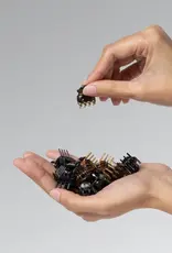 509 Broadway Black & Tort Mirco 16pc Cloud Clip