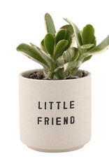 509 Broadway Ceramic Planting Pots