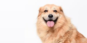 HOW TO GET POOP STAINS OUT OF YOUR CARPET