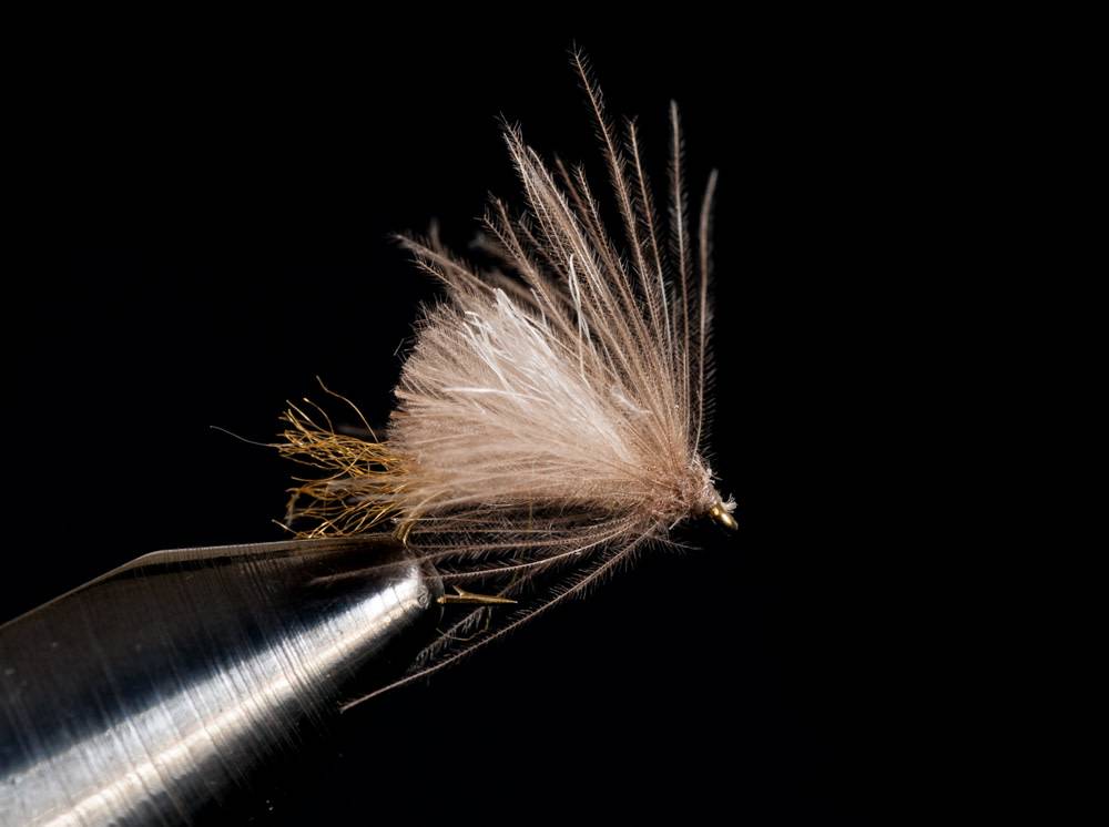 Corn Fed Caddis