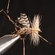 Cranefly