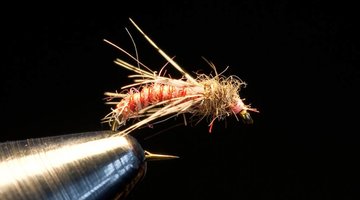 Glossosoma Caddis Larva