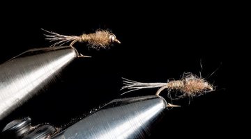 Imp. Callibaetis Nymph