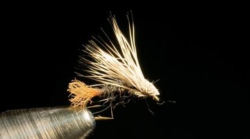 Black X Caddis