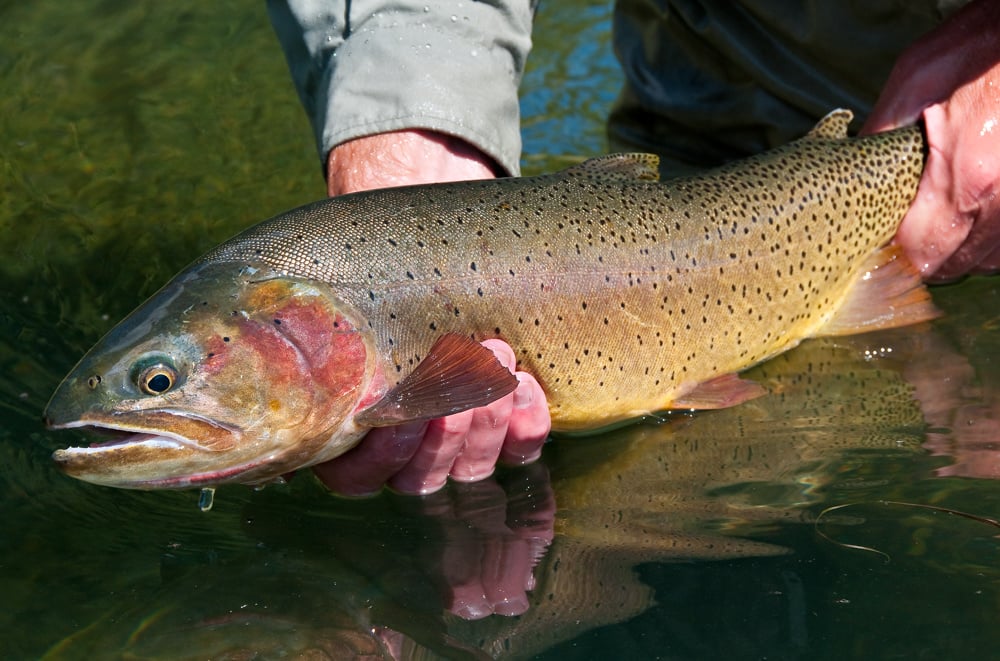 After a fly fishing trip I appreciate good ice cream and a warm