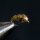 Caddis Pupa