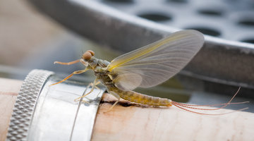 Yellowstone Hatches - Revisited