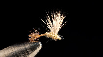 SLS Improved Sparkle Dun