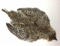 Sharptail Grouse Skin