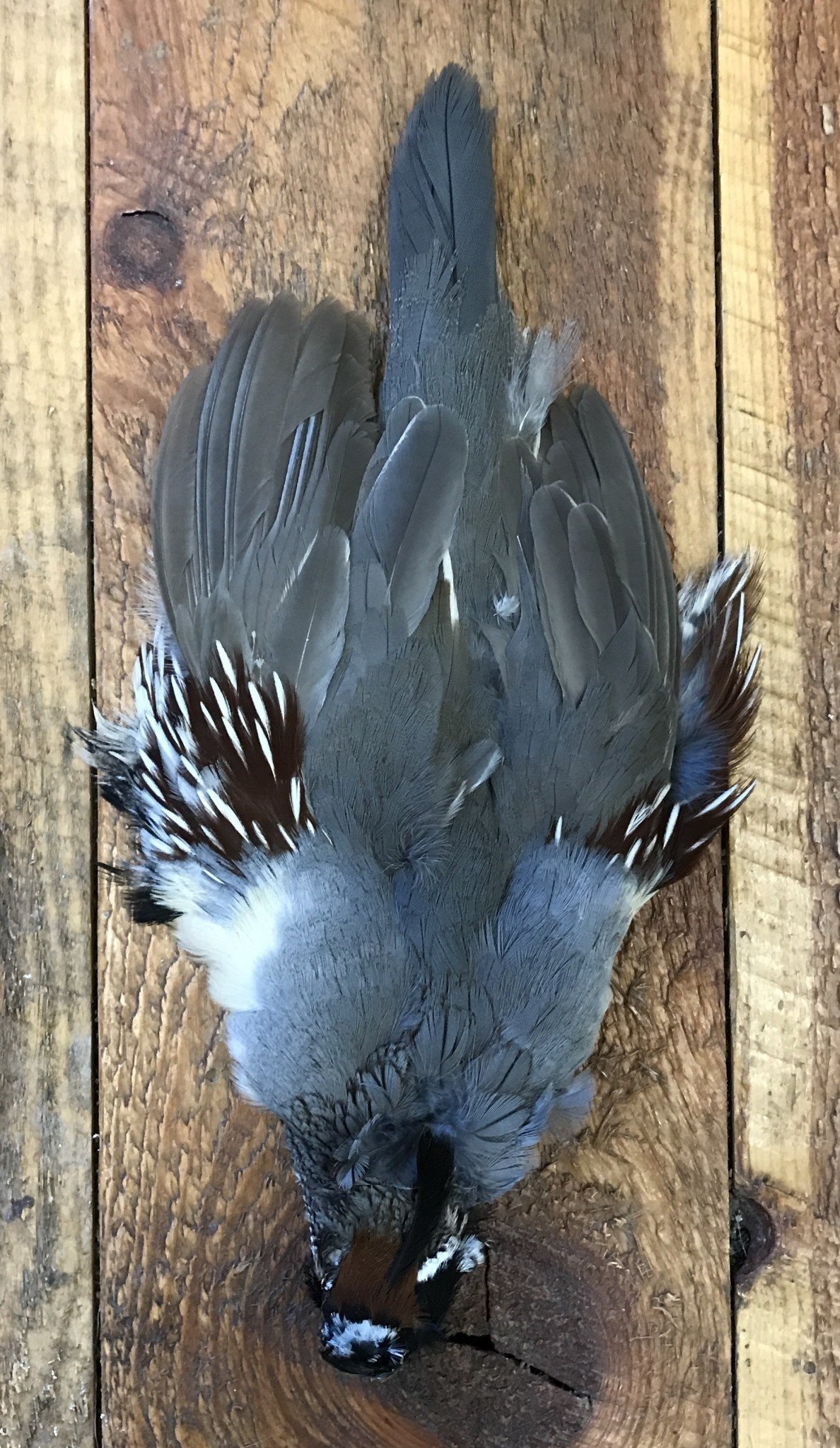 Gambel's Quail Skin